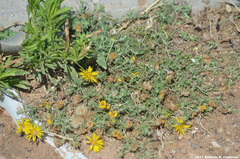 Xanthisma spinulosum pinnatifida