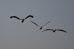 Pelecanus erythrorhynchos