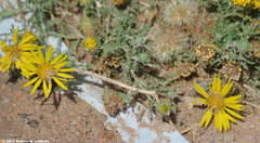 Xanthisma spinulosum pinnatifida