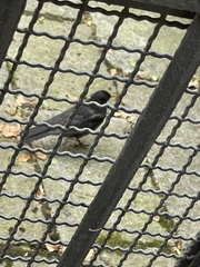 Turdus merula