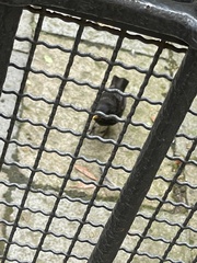 Turdus merula