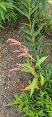 Persicaria