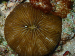 Pleuractis granulosa
