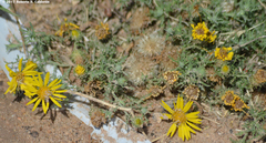 Xanthisma spinulosum pinnatifida