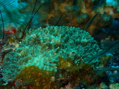 Echinomorpha nishihirai