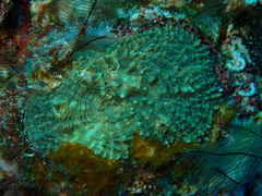 Echinomorpha nishihirai