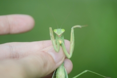 Tenodera sinensis