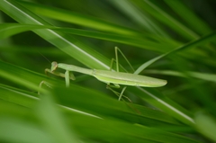 Tenodera sinensis