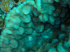 Mycedium elephantotus