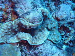 Mycedium elephantotus