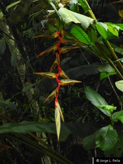 Heliconia griggsiana
