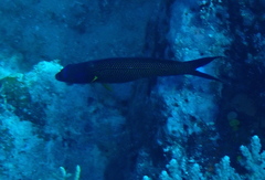 Labropsis xanthonota