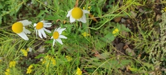 Tripleurospermum inodorum