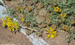 Xanthisma spinulosum pinnatifida