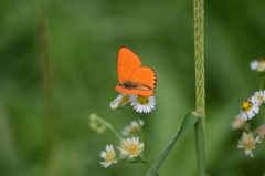 Lycaena dispar