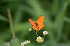 Lycaena dispar