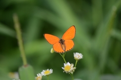 Lycaena dispar