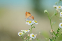 Lycaena dispar