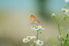 Lycaena dispar