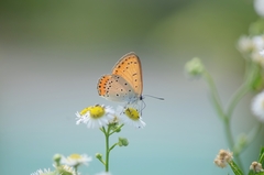 Lycaena dispar