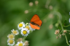 Lycaena dispar