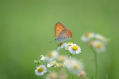 Lycaena dispar