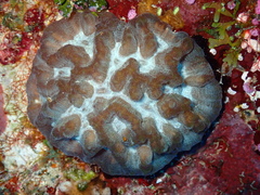 Oulophyllia crispa