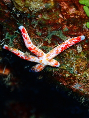 Linckia multifora