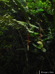 Heliconia griggsiana