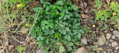 Potentilla paradoxa
