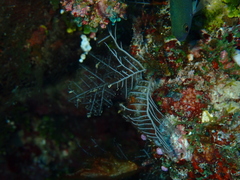 Macrorhynchia phoenicea