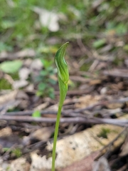 Pterostylis curta