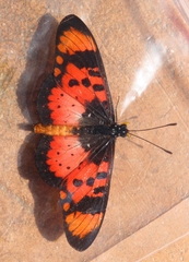 Acraea acara acara