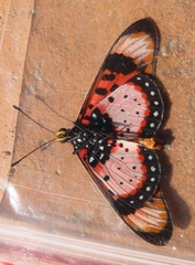 Acraea acara acara