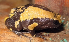 Uperodon triangularis