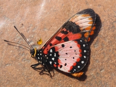 Acraea acara acara