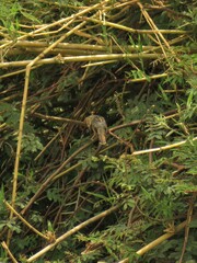 Cisticola luapula