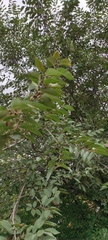 Ulmus pumila