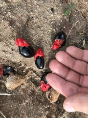 Ellipanthus tomentosus