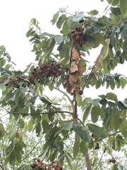 Ellipanthus tomentosus