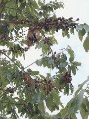 Ellipanthus tomentosus