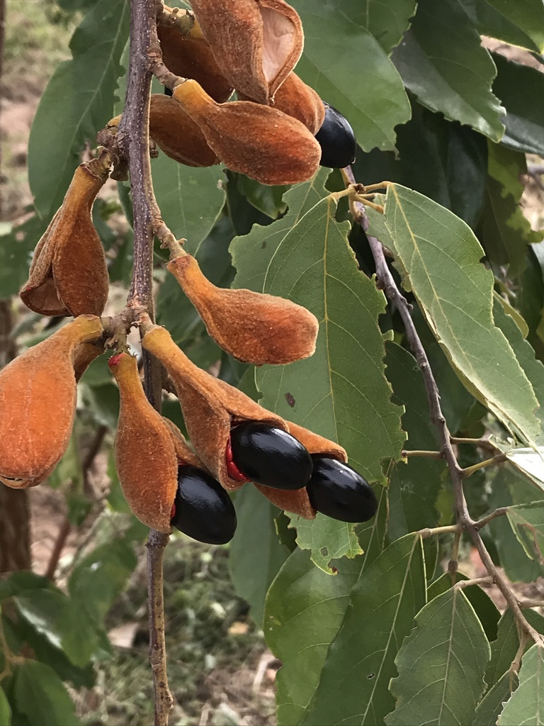 Ellipanthus tomentosus (Ellipanthus tomentosus)