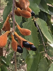 Ellipanthus tomentosus