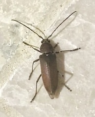 Hesperophanes sericeus