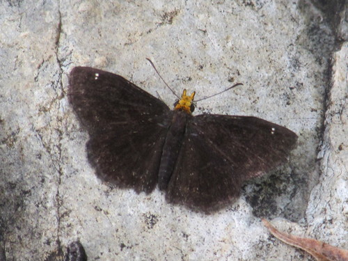 Golden-headed Scallopwing