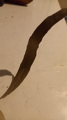 Eucalyptus quadrangulata