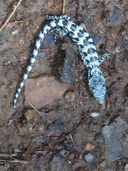 Abronia oaxacae