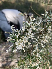 Leucopogon pimeleoides