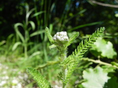 Achillea nobilis