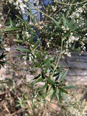 Leucopogon pimeleoides